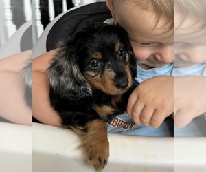 Dachshund Puppy for sale in FRANKLIN, IN, USA