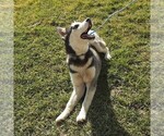 Small Photo #3 Siberian Husky Puppy For Sale in BAINBRIDGE, PA, USA