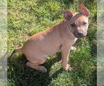 Small #4 Chihuahua-Rhodesian Ridgeback Mix
