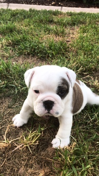 Medium Photo #1 Bulldog Puppy For Sale in CHANDLER, AZ, USA