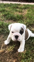 Bulldog Puppy for sale in CHANDLER, AZ, USA