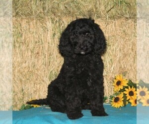 Goldendoodle-Poodle (Standard) Mix Puppy for sale in NEW PROVIDENCE, PA, USA