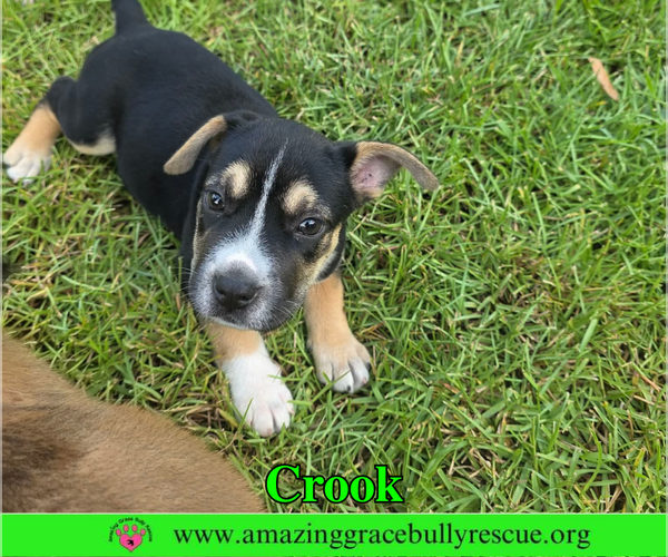 Medium Photo #11 American Staffordshire Terrier-Beagle Mix Puppy For Sale in Milton, FL, USA