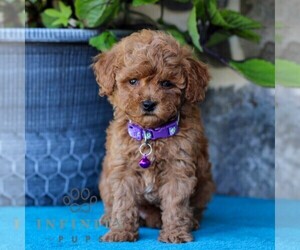 Cavapoo Puppy for sale in EAST EARL, PA, USA