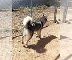 Small Photo #10 Siberian Husky Puppy For Sale in Apple Valley, CA, USA
