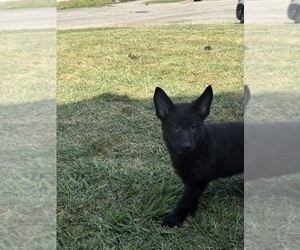 German Shepherd Dog Puppy for sale in HAMILTON, OH, USA