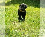 Small #9 Labrador Retriever