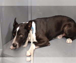 Mutt Dogs for adoption in Downey, CA, USA