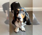 Small #1 Basset Hound