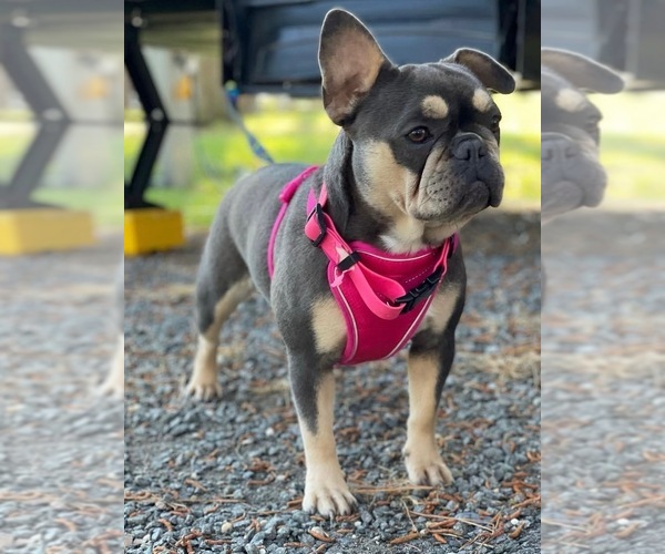 Medium Photo #1 French Bulldog Puppy For Sale in NORTH EAST, MD, USA