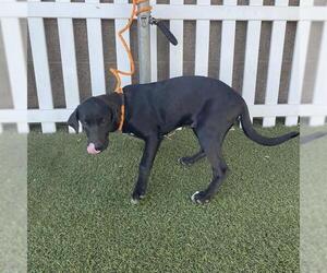 Labrador Retriever Dogs for adoption in Modesto, CA, USA