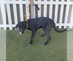 A614854 - Male Labrador Retriever Dog for Adoption - Small photo