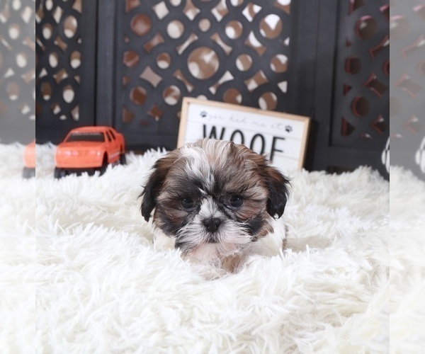Medium Photo #4 Shih Tzu Puppy For Sale in MOUNT VERNON, OH, USA