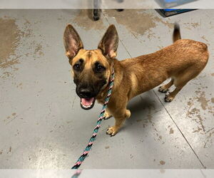Mutt Dogs for adoption in Ocala, FL, USA