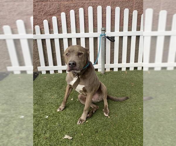 Medium Photo #1 Mutt Puppy For Sale in Modesto, CA, USA