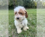 Small #23 Poodle (Miniature)