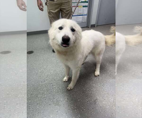 Medium Photo #3 Great Pyrenees Puppy For Sale in Croydon, NH, USA