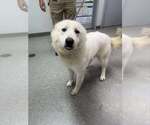 Small #2 Great Pyrenees