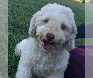 Mother of the Goldendoodle (Miniature) puppies born on 07/25/2025