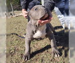 Small Photo #2 American Bully Puppy For Sale in SPRING BRANCH, TX, USA