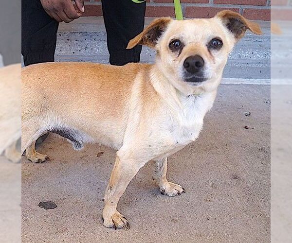 Medium Photo #4 Chihuahua Puppy For Sale in Carrollton, TX, USA