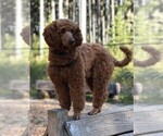 Small Photo #1 Goldendoodle Puppy For Sale in EDMONDS, WA, USA
