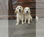 Small #1 Golden Retriever