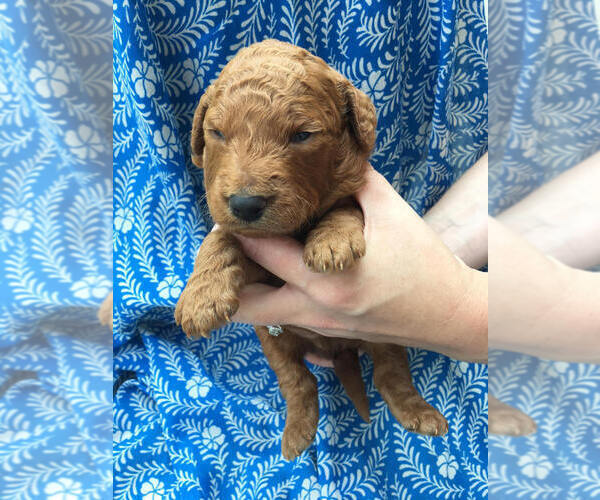 Medium Photo #1 Goldendoodle Puppy For Sale in MODOC, IN, USA