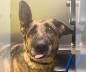Mutt Dogs for adoption in Plymouth, MN, USA