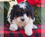 Small #1 Bernedoodle (Miniature)