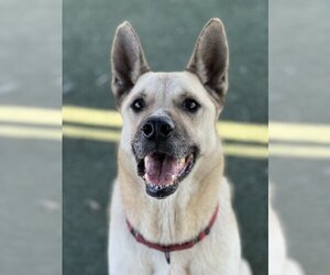 German Shepherd Dog-Siberian Husky Mix Dogs for adoption in Van Nuys, CA, USA