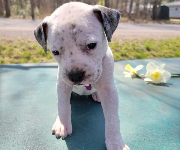 Medium Photo #5 Bullboxer Pit Puppy For Sale in NORTH ROSE, NY, USA