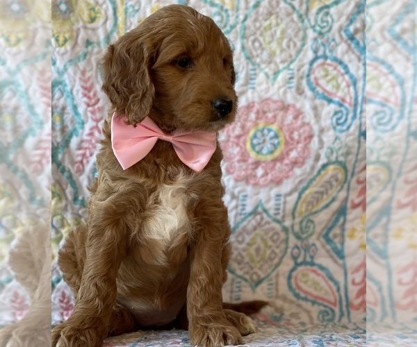 Medium Photo #3 Goldendoodle Puppy For Sale in LANCASTER, PA, USA
