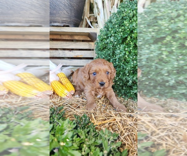 Medium Photo #2 Cavapoo (Miniature) Puppy For Sale in GREENWOOD, WI, USA