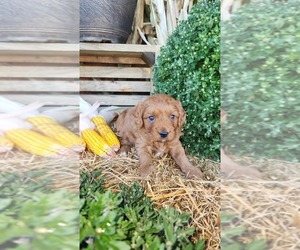 Medium Cavapoo (Miniature)
