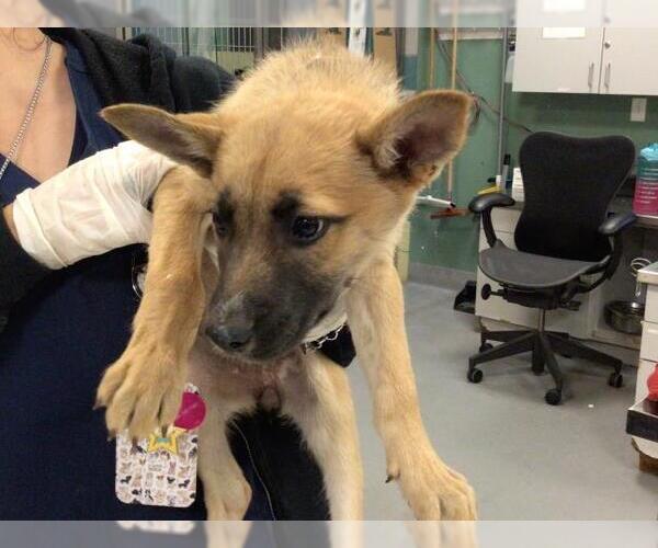 Medium Photo #2 German Shepherd Dog-Unknown Mix Puppy For Sale in Sebec, ME, USA