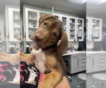 Small #1 German Shorthaired Pointer-Vizsla Mix