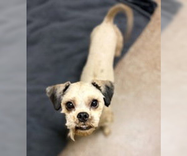 Medium Photo #1 Poodle (Miniature) Puppy For Sale in Salinas, CA, USA