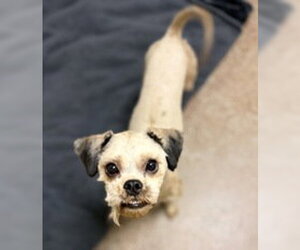 Poodle (Miniature) Dogs for adoption in Salinas, CA, USA