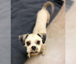 Small Poodle (Miniature)