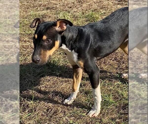 Medium Photo #6 Catahoula Leopard Dog-Mountain Cur Mix Puppy For Sale in Ridgefield, CT, USA
