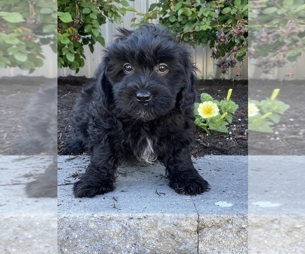Medium Photo #4 Lhasa-Poo Puppy For Sale in CANOGA, NY, USA