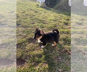 Medium Pembroke Welsh Corgi