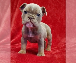 Olde English Bulldogge Puppy for sale in GAINESVILLE, GA, USA