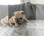 Small Photo #6 French Bulldog Puppy For Sale in OCEANSIDE, CA, USA