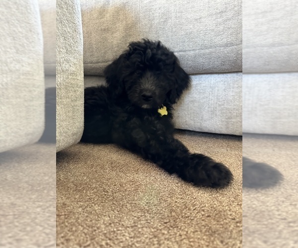Medium Photo #5 F2 Aussiedoodle Puppy For Sale in LA CRESCENT, MN, USA