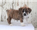Small Photo #1 Beabull Puppy For Sale in FREDERICKSBURG, OH, USA