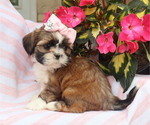 Small #3 Shih Tzu