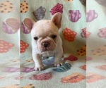 Small Photo #10 French Bulldog Puppy For Sale in TERRE HAUTE, IN, USA
