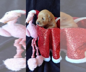 Golden Retriever Puppy for sale in PORT RICHEY, FL, USA